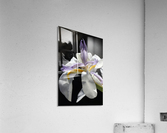 Iris White and Yellow Acrylic Print