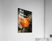 Romance Orange Rose Acrylic Print