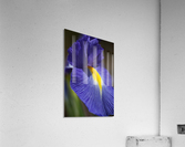 Purple Iris Lush Acrylic Print