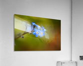Forget Me Not Acrylic Print