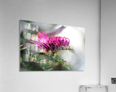 Grevillea In Pink Acrylic Print
