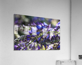 Wisteria Buds Acrylic Print