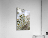 White Blossom Acrylic Print