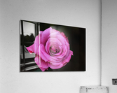 Divine Pink Rose Acrylic Print