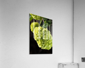 Green Snowball Flowers Acrylic Print