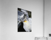 Large White Iris Flower Acrylic Print