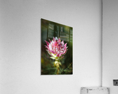 Protea Small Pink Flowers Acrylic Print
