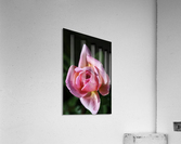 Double Pointed Pink Rose Acrylic Print