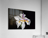 White Iris  Acrylic Print