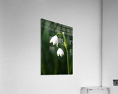 Snowdrop Flowers Acrylic Print
