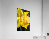 Daffodil Yellow Up Close Acrylic Print