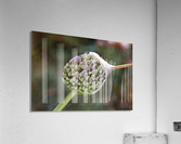 Garlic Flower With Cap Acrylic Print