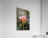 Two Pink Rose Buds Acrylic Print