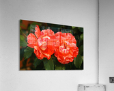 Rose Pair Two Toned Acrylic Print