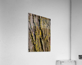 Moss Art Eucalyptus Bark  Acrylic Print