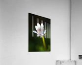 All Alone Daisy Bud Acrylic Print