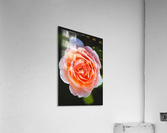 Bold Orange Rose Acrylic Print