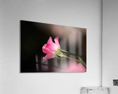 Rose Bud Pink Acrylic Print