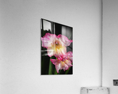 Gladiolus Seeing Double  Acrylic Print