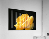 Rose Glowing Yellow Acrylic Print