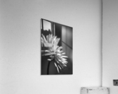 Dahlia Looking Out Acrylic Print