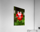 Geranium Red and White  Acrylic Print