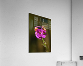 Wallflower Palette  Acrylic Print