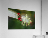 Geraniums Buds Red Acrylic Print