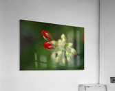 Geranium Buds Red Textured Acrylic Print