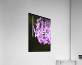 Purple Flower Ring Acrylic Print