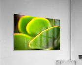 Bright Succulent World Acrylic Print