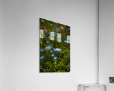 Daisy Garden Acrylic Print