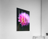 Dahlia on A Cloud Acrylic Print