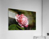 Scentimental Rose  Acrylic Print