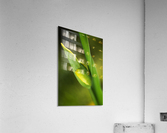 Tulip Bud  Acrylic Print