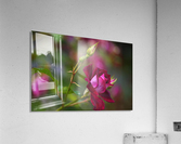 Rose Bud Pink Acrylic Print