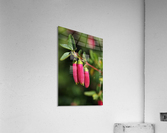 Fuchsia Dusky Bells Acrylic Print