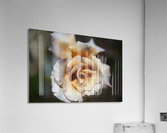 Lush Coffee Rose Acrylic Print