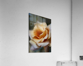 Coffee Rose Delight Acrylic Print