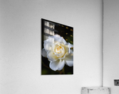Rose White Acrylic Print
