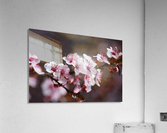 Blossom Spring Pink Acrylic Print
