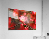 Bright Quince Spring Acrylic Print