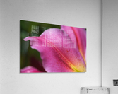 Reaching Lily Petals Acrylic Print