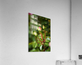 Many Rose Buds Acrylic Print