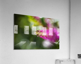 Pink Hebe Flower Acrylic Print