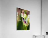 Purple Deep Iris Bud Acrylic Print