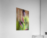 Iris Leaf Purple Buds Acrylic Print