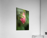 Chinese Lantern Opening Bud Acrylic Print