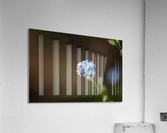 Forget Me Nots  Acrylic Print