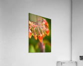 Cotyledon Macrantha Succulent Flowers  Acrylic Print